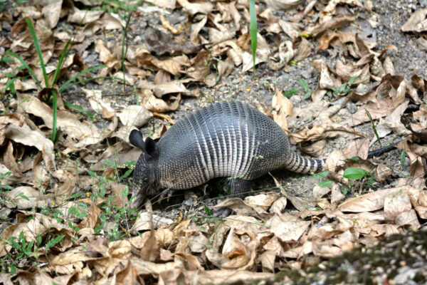 Armadillo